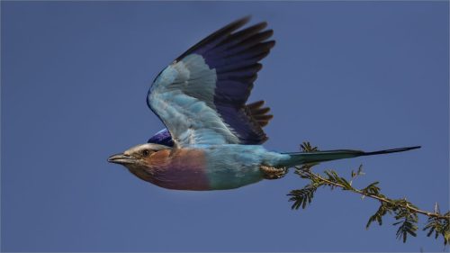 NA-Hon-Bronze-003-2653423-Flight-Of-The-Lilac-Breasted-Roller-Jen-Adam