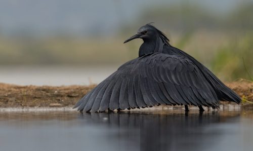 NA-Hon-Diamond-002-2648979-Black-Heron-open-wings-Howard-Gillitt