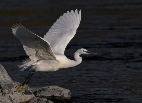 NA-Hon-Silver-001-2645394-Spread-your-Wings-Dave-Wickham