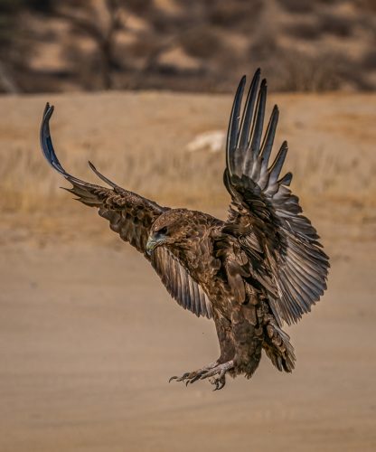 NA-Hon-Silver-004-2645397-Poised-for-Landing-Dave-Wickham
