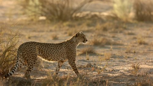OP-2STAR-002-2645053-Kgalegadi-Hunt-at-First-Light-Scott-Chalmers