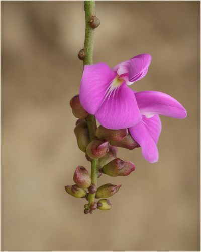 OP-4STAR-002-2654631-Flower-Louis-Helberg