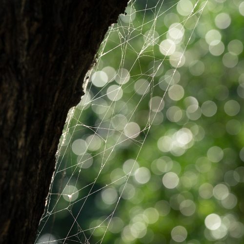 MV-3STAR-001-2635409-Spider web Ndumo-Este Blundell