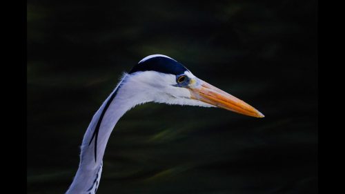 NA-1STAR-001-2679493-Grey Heron Portrait-Sheldon Belling
