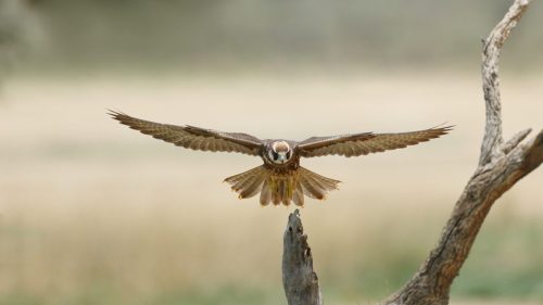 NA-2STAR-001-2675807-Juvenile Lanner Falcon Landing-Scott Chalmers(1)