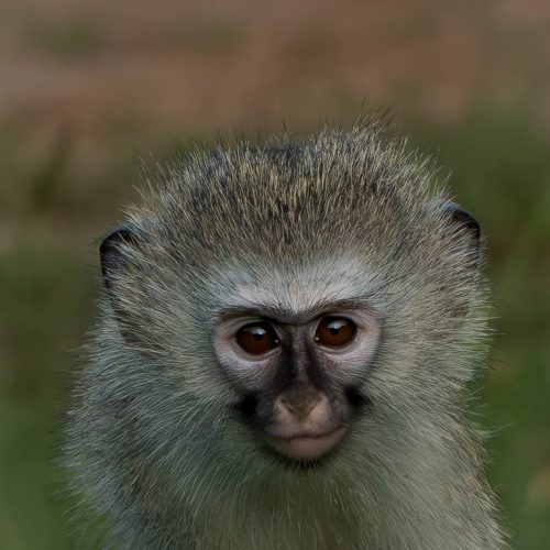 NA-3STAR-001-2635412-Vervet Monkey Baby Mtunzini-Este Blundell(1)