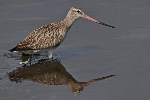 NA-4STAR-001-2680156-Bar-tailed Godwit wading upstream-Elton Bartlett(1)