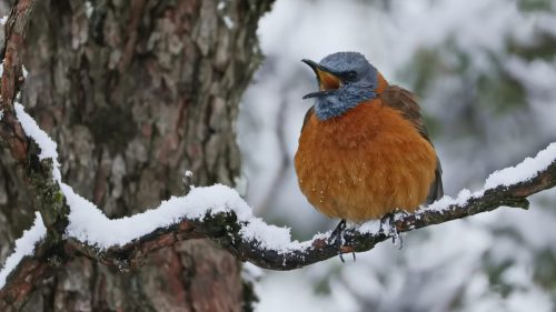 NA-4STAR-002-2680161-Cape Rock Thrush Singing in the Sani Snow-Elton Bartlett(1)